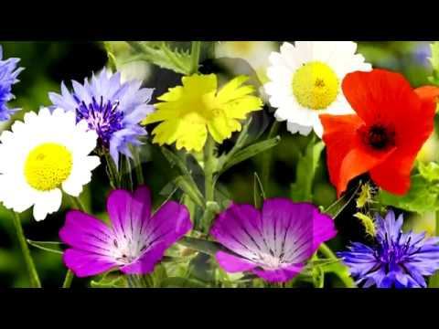 Александр Тюрин   Ромашки васильки и колокольчики