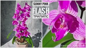 Phal. Sunny Pink Flash 💕 Первое домашнее цветение биглипа в мутации трилипс | Санни Пинк Флэш