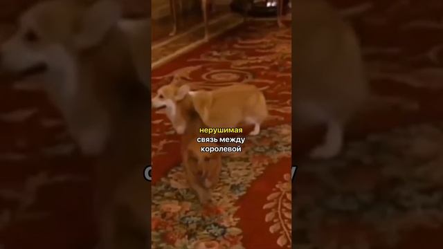 😍Королева Елизавета и ее собаки #королеваелизавета #королевскаясемья #корольчарльз #принцессадиана