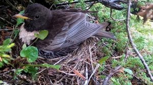 Белозобый дрозд (Ring ouzel/Turdus torquatus)