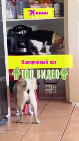 Находчивый кот