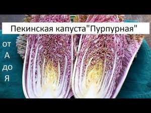 Пекинская капуста "Пурпурная" от А до Я.