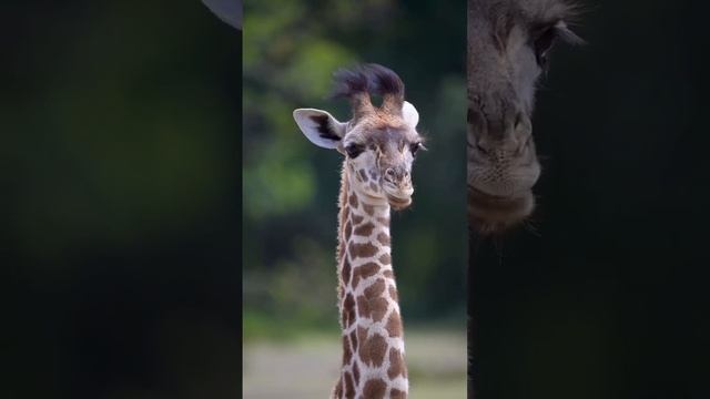 Сердце жирафа 🧡 🦒 #планета