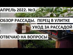 Апрель 2022 серия №3. Уход за рассадой, обзор рассады. Когда убирать мульчу.