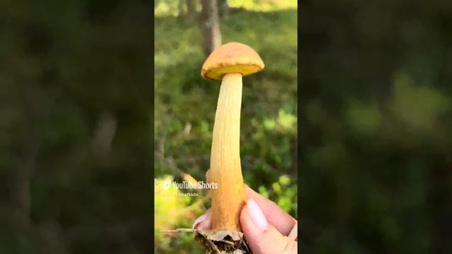 Золотистый боровик#Golden boletus#белые#грибы