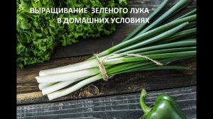 Зеленый лук дома.