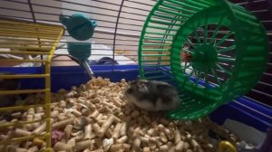 Хомяки джунгарики 😂😂☺️☺️🤗🤗😎😎😀😀❤️❤️