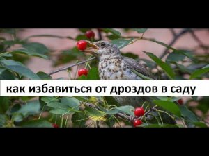 Как избавится от дроздов в саду.