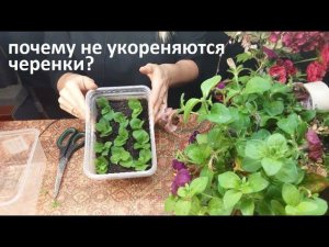Почему не укореняются черенки?