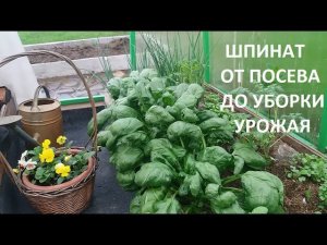 Шпинат от А до Я.