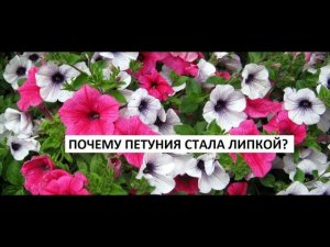 Почему петуния стала липкой?