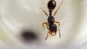 Strongylognathus testaceus parasite Tetramorium caespitum queen