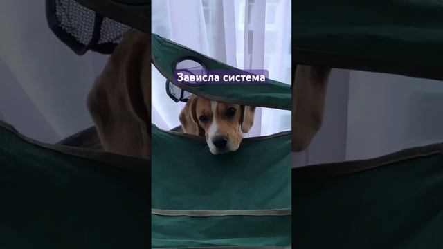 #маруся #бигль #моясобака #смешныеживотные #юмор #прикол #shortvideo #chorts #youtubeshorts #dog