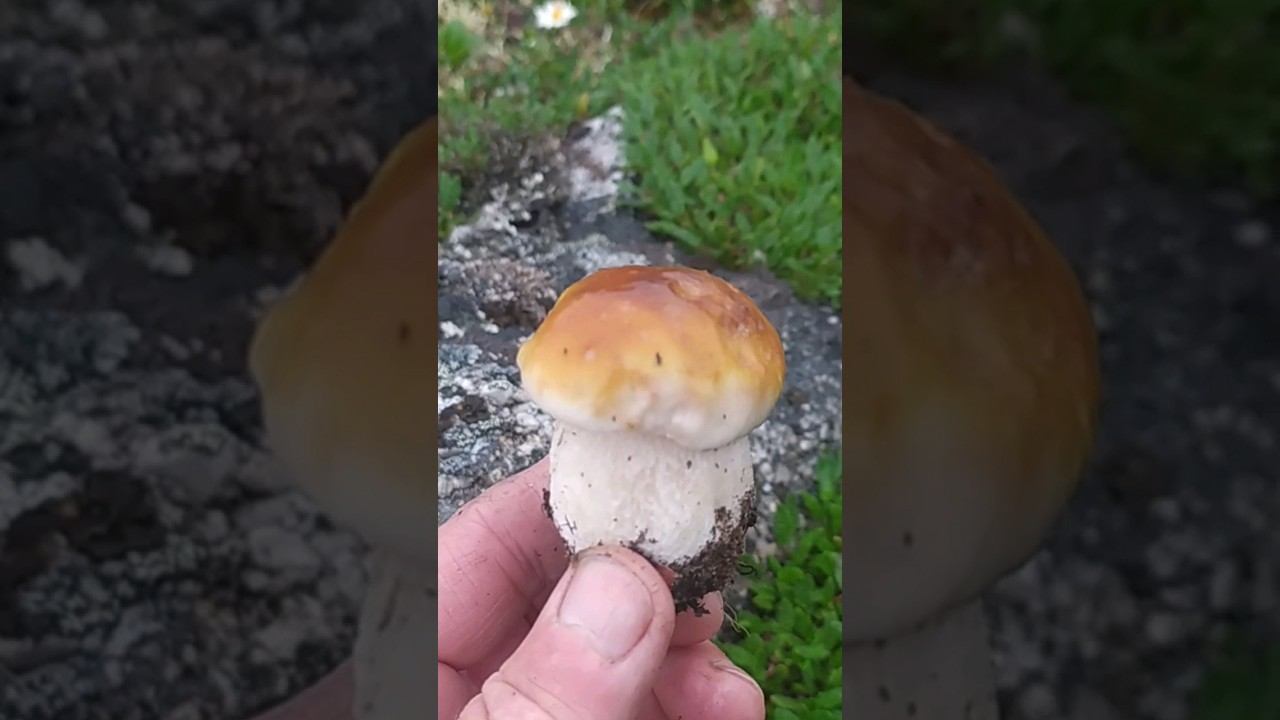 В Рязане грибы с глазами