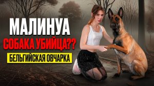 ПЛЮСЫ И МИНУСЫ Бельгийской овчарки МАЛИНУА / Стоит ли заводить ОВЧАРКУ???