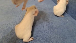 Питомник морских свинок "Мармеладки " https://vk.com/club224849152