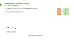 03. Membrane Lipid Metabolism