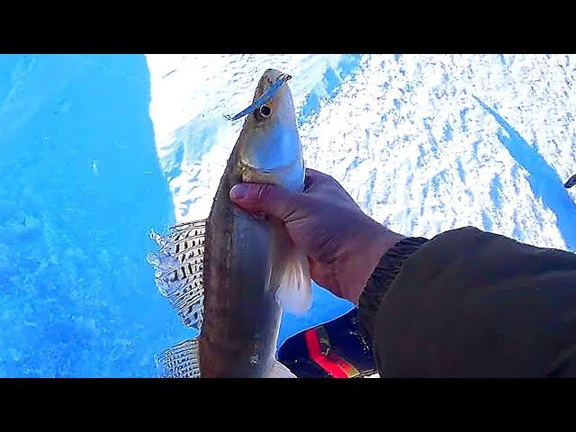 РЫБАЛКА НА СУДАКА ЗИМОЙ 2024! СУДАК В КАЖДОЙ ЛУНКЕ! БЛЕСНА ПРИНЕСЛА ТРОФЕЙ!ВОДОХРАНИЛИЩЕ #судак смотреть онлайн