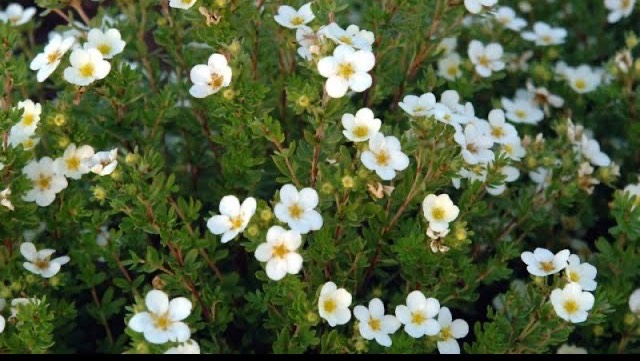 🌸 ЛАПЧАТКА  МНОГОЛЕТНЯЯ кустарниковая  белая🍀Как посадить белую лапчатку🐝 (1)