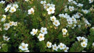 🌸 ЛАПЧАТКА  МНОГОЛЕТНЯЯ кустарниковая  белая🍀Как посадить белую лапчатку🐝 (1)