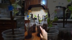 Когда начинаем проращивать черенки винограда и почему?