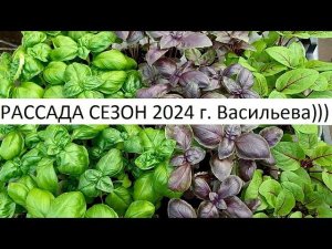 Рассада сезон 2024 г.