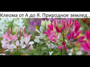 Клеома от А до Я