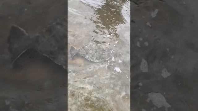 California Halibut Release Footage