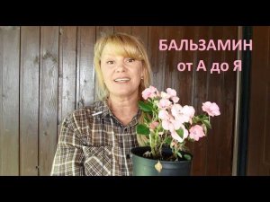 Бальзамин от А до Я.