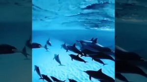 Как дельфины, мы уходим в плаванье🦈