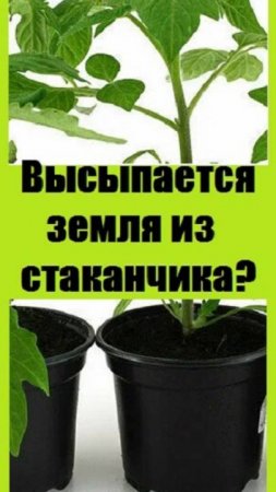 Что делать с рассадными стаканами, чтобы из них не высыпалась земля при посадке?