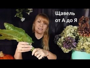 Щавель от  А до Я в природном земледелии.