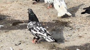 Бойные Бакинские голуби Велибекова Нурудтина - Дагестан. 8963-426-20-16