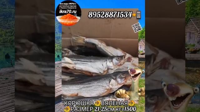 КОРЮШКА🐠ВЯЛЕНАЯ🐠 в Томске💒! Северске🏭! ikra70.ru. 89528871534📲