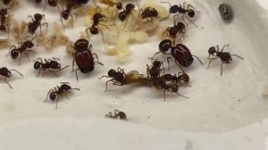 Acanthomyrmex thailandensis macro