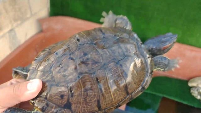 Mis Trachemys Scripta Elegans  / Tortugas Japonesas / Orejas Rojas