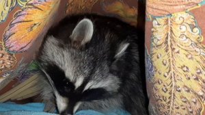 енотик замерз и прячется под одеяло.💕