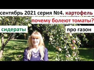 Сентябрь 2021серия №4. Сидераты выросли, а что дальше? Почему болеют томаты? и др.