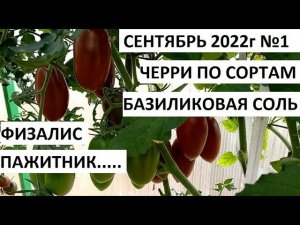 Сентябрь 2022. серия №1. Черри по сортам. Физалис, пажитник и многое другое)