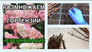 ✂️ЧЕРЕНКОВАНИЕ ГОРТЕНЗИИ✂️ Гортензии размножение 🌸Метельчатая гортензия🌿Черенки гортензии весной