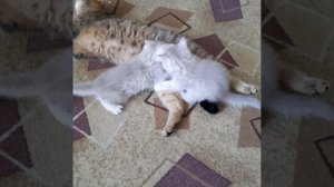 Котята сосут титю