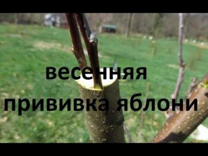 Весенняя прививка яблони.