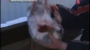 Кроликов сожрали бродячие собаки