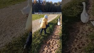 гуси напали