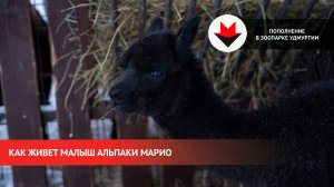 Как живет малыш альпаки Марио в зоопарке Удмуртии