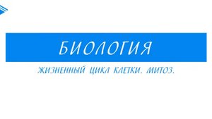 10 класс - Биология - Жизненный цикл клетки. Митоз