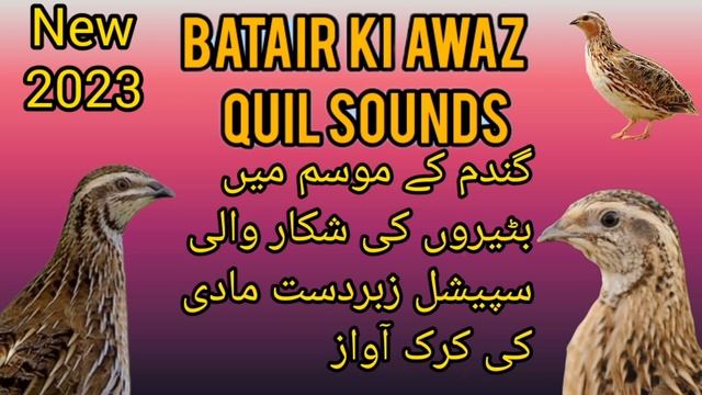 бедана сайраши Madi Quail Kirk مادی بٹیر کی کرک صبح کے لئے زبردست آواز