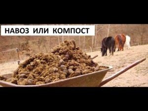 Навоз или компост?