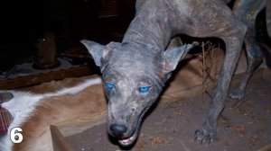 ТОП 10 ЗАГАДОЧНЫХ СУЩЕСТВ, СНЯТЫХ НА КАМЕРУ !