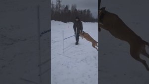 Дрессировка собак